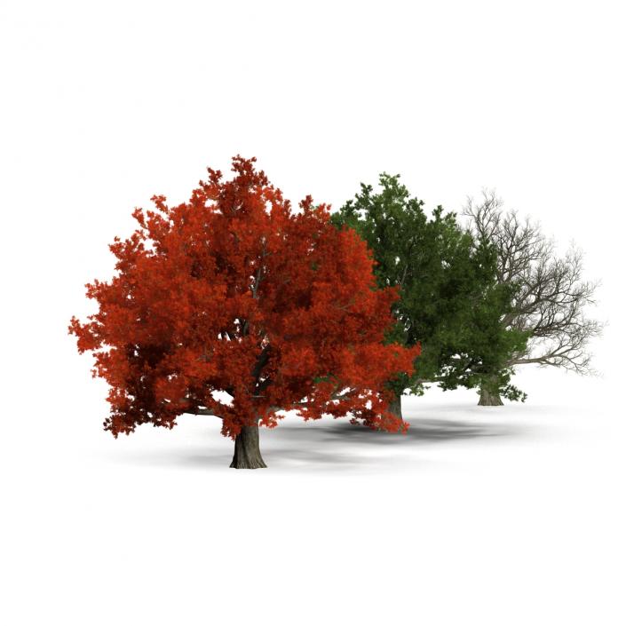 3D model Red Oak Old Tree Set